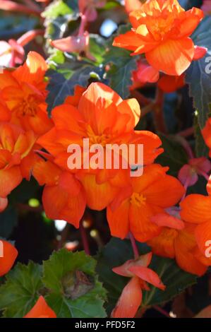 Begonia F1 Super Cascade Aprikose Schattierungen Stockfoto
