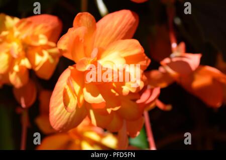 Begonia F1 Super Cascade Aprikose Schattierungen Stockfoto