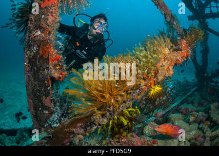 Touristische Taucher im Inneren ein künstliches Riff suchen, mit bunten Federsternen vor, und ein Coral Grouper unten. Kapalai, Sabah, Malaysia Borneo Stockfoto