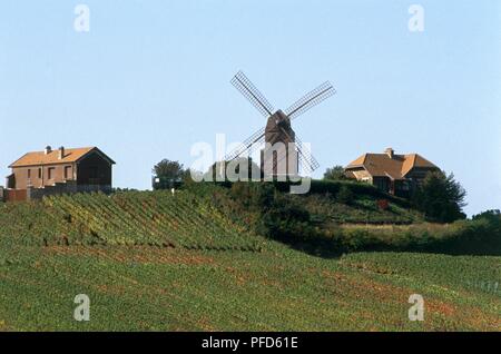 Frankreich, Champagne, Verzenay, Mühle, umgeben von Weinbergen Stockfoto