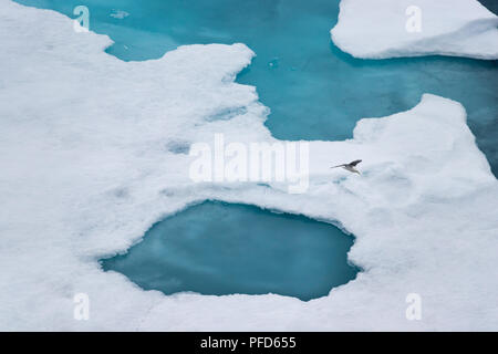 Die schwarz-legged Dreizehenmöwe (Rissa tridactyla) über das Eis im arktischen Ozean fliegen bei 82 Grad nördlicher Breite und 022 Grad östlicher Länge. Stockfoto