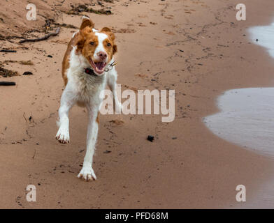 Happy Bretagne auf Strand im Sommer Stockfoto