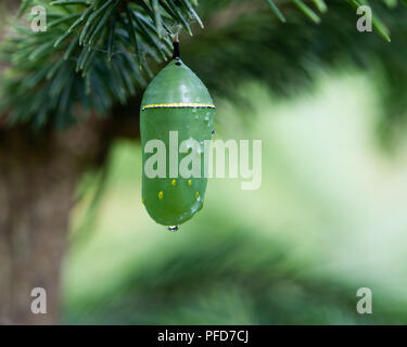 Ein monarch butterfly Chrysalis, Danaus plexippus, aus einem Zweig auf einem Spruce Tree in einem Garten in Spekulant, NY USA hängen. Stockfoto