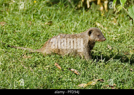 Banded mongoose im Gras sitzen, Masai Mara, Kenia Stockfoto