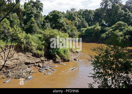 Governors' Camp zelten neben Mara River mit flusspferden Sonnen am Ufer, Masai Mara, Kenia Stockfoto