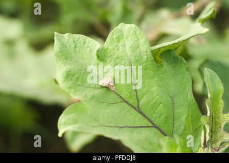 Aubergine Obst Borer Motte auf Blatt Stockfoto