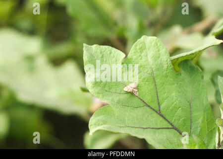 Aubergine Obst Borer Motte auf Blatt Stockfoto