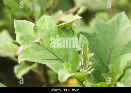 Aubergine Obst Borer Motte auf Blatt Stockfoto