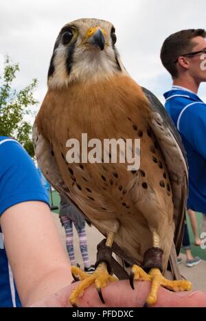Ein Turmfalke Falcon von der US Air Force Academy Falknerei Programm besuche die Gäste des DoD Krieger spiele Rollstuhl Basketball Spiel, 4. Juni 2018, an der US Air Force Academy in Colorado Springs, Colorado. Der Krieger Spiele sind eine jährliche Veranstaltung, 2010 gegründet, Verletzten, Kranken und Verletzten service Mitglieder auf adaptive Sport als Möglichkeit, ihre Genesung und Rehabilitation zu verbessern. Stockfoto