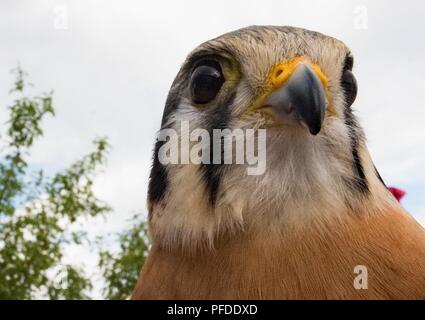 Ein Turmfalke Falcon aus der Air Force Academy Falknerei Programm besuche die Gäste des DoD Krieger spiele Rollstuhl Basketball Spiel, 4. Juni 2018, an der US Air Force Academy in Colorado Springs, Colorado. Der Krieger Spiele sind eine jährliche Veranstaltung, 2010 gegründet, Verletzten, Kranken und Verletzten service Mitglieder auf adaptive Sport als Möglichkeit, ihre Genesung und Rehabilitation zu verbessern. Stockfoto