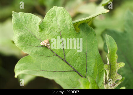 Aubergine Obst Borer Motte auf Blatt Stockfoto