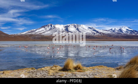 Flamingos Fütterung auf dem gefrorenen Wasser der Laguna Hedionda, Sud Lipez, Uyuni, Bolivien Stockfoto