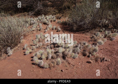 Kakteen und dramatische Felsformationen in der Quebrada Palmira und Canyon Del Inca, in der Nähe von Tupiza, Bolivien Stockfoto