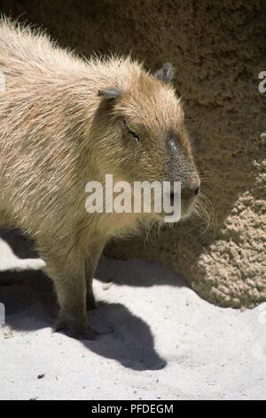 Wasserschwein Hydrochoerus hydrochaeris; Stockfoto