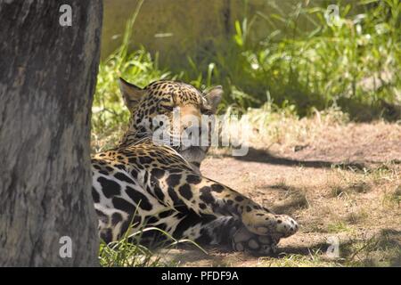 Panthera onca Jaguar; Stockfoto