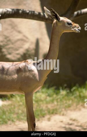 Gerenuk; Litocranius walleri Stockfoto