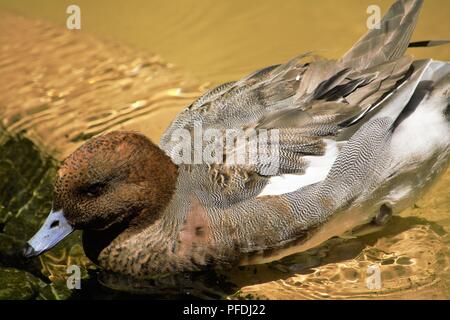 Redhead, Aythya americana Stockfoto