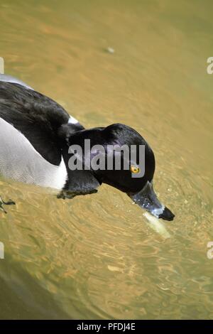 Bergenten Drake; Aythya marila Stockfoto