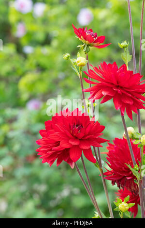 Dahlie 'Edwins Sunset' im Englischen Garten. UK. Red Waterlily Typ Dahlia Stockfoto