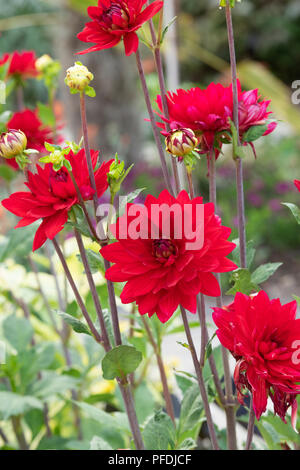 Dahlie 'Edwins Sunset' im Englischen Garten. UK. Red Waterlily Typ Dahlia Stockfoto