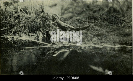 . Der deutschen Heimat Kriechtiere und Lurche. Reptilien und Amphibien. 187 -. Triton alpestris, Laur., bergmolch, einen WASSERTÜMPEL verlassend sich zu den fleckenreihen an der Grenze von Ober- und Unterseite eine grau-, bläulich-oder gelblichweisse Längs - Clemens gesellt, sterben von dem Rot der Unterseite durch einen reinblauen Streifen abgegrenzt ist. Larven des Berg-molches lassen sich leicht mit denen Geschichte Arten ver-Language, sie sind anfangs von bräunlicher Farbe und auf dem Rücken mit dunklen Längsstreifen gezeichnet, nehmen aber kahle einen olivenbraunen Tonne ein, wo-bei der Schwanz du Sterben Stockfoto