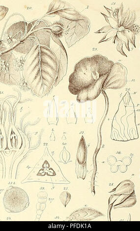 . Der Baum. Bäume; Pflanzenphysiologie. ) Ich. Bitte beachten Sie, dass diese Bilder sind von der gescannten Seite Bilder, die digital für die Lesbarkeit verbessert haben mögen - Färbung und Aussehen dieser Abbildungen können nicht perfekt dem Original ähneln. extrahiert. Schacht, Hermann, 1814-1864. [Aus dem alten Katalog]. Berlin, G. W. F. Mu?ller Stockfoto