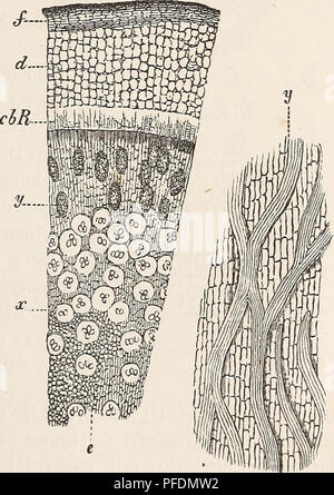 Dieser Abschnitt von „der Baum“ veranschaulicht den Querschnitt eines Rhizoms aus Cyssus verrucosa, einer Pflanze, die als Nährwirt für das parasitäre Rafflesia patma dient. Das Diagramm zeigt Gefäßbündel, Kambiumring und Rindenschichten, die am Nährsystem der Pflanze beteiligt sind. Stockfoto