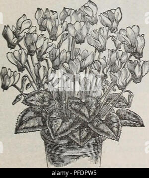 . Beschreibender Katalog der Gemüse, Blumen und Samen: Knollen, Wurzeln, Pflanzen, Werkzeuge. Gemüse Samen Kataloge; Gräser, Blumen Samen Samen Kataloge Kataloge; Gartengeräte und Zubehör Kataloge; kommerzielle Kataloge New York (State) New York. jJJ/II^^" -^- KOSMOS HTBRIDUS. Kosmos. Pro PCK. Eine charmante Herbst blühende Pflanze, mit Blumen ausgiebig in losen Gruppen von bunten Farben getragen. Hybridiis Perle. Beautifal Snow White 10 Hybridus gemischt. Lila, rosa, weiß 10 SCHLÜSSELBLUME. Ein Favorit reichblühend - Anlage, die weitgehend für die Befüllung der Betten und Grenzen angebaut werden sollte Stockfoto