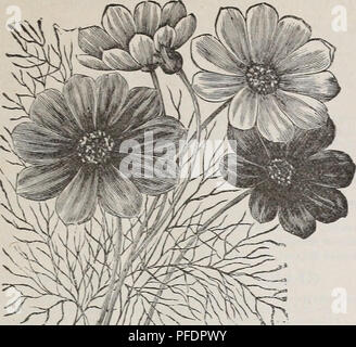 Dieser Katalog umfasst eine Vielzahl von Gemüse-, Blumen- und Bauernsamen. Zu sehen sind Cosmos hybridus, eine beliebte Herbstblume, und Cowslip, eine beliebte Staude. Sie enthält Einzelheiten zu den Saatgutarten und den empfohlenen Anbau für Gärtner und Landwirte. Stockfoto