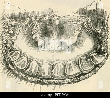 . Gebiss als Hinweis auf das Alter der Tiere auf dem Bauernhof. Haustiere -- Alter; Zähne. 42 Gebiss als ein Indikator für das Alter und die permanente teetli besetzen tlieir Orte, und das Tier im Alter von drei Jahren wird jede der drei vorderen Backenzähne ou Seite oben und unten Backen fast mit der anderen Zähne, aber keine Anzeichen von Verschleiß. Die Abbildung auf S. 41 (Abb. 3 G) zeigt die drei vor kurzem Schnitt vordere Backenzähne, wie sie angezeigt werden, wenn die Ochsen grenzt auf drei Jahre alt ist. Der Ausbruch des dritten Paar bleibende Schneidezähne Mai Abb. 38.- schneidezähne von Ox zu tioo Stockfoto