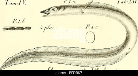 . De novis speciebus piscium: Dissertation prima. Fische. Tonne/V. Z.b. Td.XII. F.3. ^, nlay. F.2. ay. Bitte beachten Sie, dass diese Bilder sind von der gescannten Seite Bilder, die digital für die Lesbarkeit verbessert haben mögen - Färbung und Aussehen dieser Abbildungen können nicht perfekt dem Original ähneln. extrahiert. Ranzani, Camillo; Accademia delle Regional dell'Istituto di Bologna. [Bologna? : Accademia delle Regional del'Istituto di Bologna?] Stockfoto