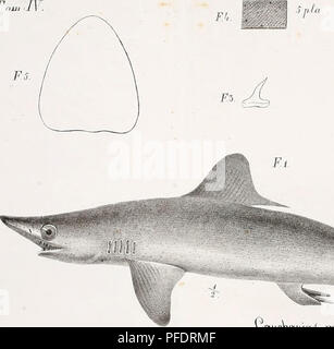 . De novis speciebus piscium: Dissertation prima. Fische. 1&lt; HSl-ICH. Bitte beachten Sie, dass diese Bilder sind von der gescannten Seite Bilder, die digital für die Lesbarkeit verbessert haben mögen - Färbung und Aussehen dieser Abbildungen können nicht perfekt dem Original ähneln. extrahiert. Ranzani, Camillo; Accademia delle Regional dell'Istituto di Bologna. [Bologna? : Accademia delle Regional del'Istituto di Bologna?] Stockfoto