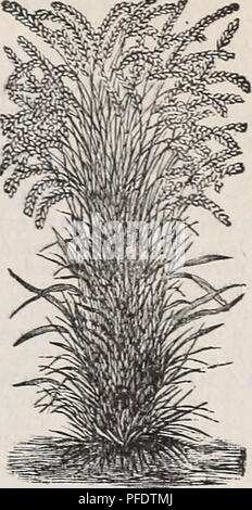 . Beschreibender Katalog der Gemüse, Blumen und Samen: Knollen, Wurzeln, Pflanzen, Werkzeuge. Gemüse Samen Kataloge; Gräser, Blumen Samen Samen Kataloge Kataloge; Gartengeräte und Zubehör Kataloge; kommerzielle Kataloge New York (State) New York. WEEBER & Amp; DON'S spezielle Mischung von Gräsern Klee für. Heu- UND DAUERGRÜNLAND, Fleisch) 0-Vr retten. Harfe; Wiesenlieschgras. Die Auswahl von Samen in unserem Gemisch, beino: ausschließlich aus der wahre dauerhafte Arten, sind etwas teurer als Mischungen von Samen, die einen erheblichen Anteil an Roggen enthalten - Gras und Timothy, aber es ist adm Stockfoto