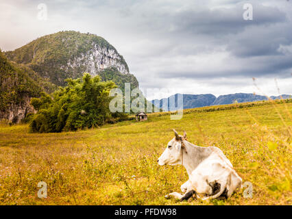 Eine typische Ansicht im Tal von Vinales in Kuba. Stockfoto