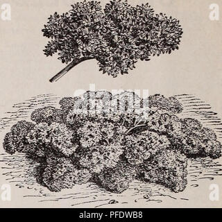 . Beschreibender Katalog der Gemüse, Blumen und Samen: Knollen, Wurzeln, Pflanzen, Werkzeuge. Gemüse Samen Kataloge; Gräser, Blumen Samen Samen Kataloge Kataloge; Gartengeräte und Zubehör Kataloge; kommerzielle Kataloge New York (State) New York. Pastinake. Deutsch, PasHnake. - Französisch, Pence,?. - Spanisch, Chirivia. Oue Unze wird Sau 300 Fuß von Drill. Sow Pastinaken Saatgut bereits im Frühjahr, wie das Wetter wird es ermöglichen, im Bohrer 15 Zoll auseinander zu 18, Abdeckung mit Tine Boden bis zu einer Tiefe von 12 mm. Der Boden sollte reichen und tief sein, gedüngt, wenn möglich, im letzten Herbst. Thi Stockfoto