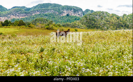 Eine typische Ansicht im Tal von Vinales in Kuba. Stockfoto