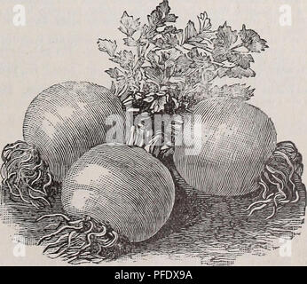 . Beschreibender Katalog der Gemüse, Blumen und Samen: Knollen, Wurzeln, Pflanzen, Werkzeuge. Gemüse Samen Kataloge; Gräser, Blumen Samen Samen Kataloge Kataloge; Gartengeräte und Zubehör Kataloge; kommerzielle Kataloge New York (State) New York. Goldenen ZWERG CELERT. Knollensellerie, oder Rübe - Verwurzelt Sellerie. Französisch, das Schnellreagierendes-Rave. - Deutsch, Knopf Sellerie.- SpaniBh, Apio Raiz de Nabo. Eine Vielzahl von Sellerie mit Rübe - geformte Wurzeln, die weiß sind fleischig, vergleichsweise sanft, und haben die fiavor von Sellerie - Stiele. Die Samen können im offenen Boden gesät werden, im April, und die jungen Pflanzen pflegte in t Stockfoto