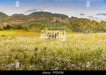 Eine typische Ansicht im Tal von Vinales in Kuba. Stockfoto