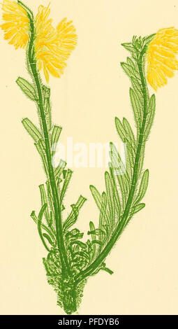 . Denkschriften der Kaiserlichen Akademie, Christian/Mathematisch-Naturwissenschaftliche Classe. Mathematik, Wissenschaft. Aner. Naturselbstdruck. Taf. Ix. Kupferdrurk aun der Lc. k. Hof- und Stantsdrurkeroi 7. u Wie die verschiedenen Farben auf ein Mal gedruckt. Denkschriften der k. Akademie der Wissensch. mathem. naturw. Cl. V. Bd. 1, Bl. 1853.. Bitte beachten Sie, dass diese Bilder sind von der gescannten Seite Bilder, die digital für die Lesbarkeit verbessert haben mögen - Färbung und Aussehen dieser Abbildungen können nicht perfekt dem Original ähneln. extrahiert. Kaiserl. Akademie der Wissensc Stockfoto