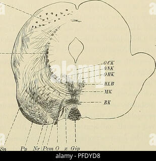 . Denkschriften der Medicinisch-Naturwissenschaftlichen Gesellschaft zu Jena. 704 Das Centralnervensystem der Monotremen und Marsupialier. 172 Stro-Vordrängt. In Thunfischwadenfänger ventralen Fläche zeigt sich eine sehr seichte mediale Rinne. Die Spirale selbst ist dabei viel breiter geworden. Mit dem in Abb. 23 abgebildeten Schnitt ist das Ganglion interpedunculare schon stark in Innenstrahlen begriffen. Seitlich hängt es mit dem Hirnstamm nur noch zusammen verlieren. Eine Stelle der seichten medianen Rinne ist eine paarige ebenso seichte Rinne getreten. Der Aufwand des Hirnschenkels besteht aus einer relativ dünnen Fa Stockfoto