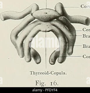 . Denkschriften der Medicinisch-Naturwissenschaftlichen Gesellschaft zu Jena. R. Schilling del. Goniale Abb. - 15 - Verlag von Gustav Fischer Jena.. Cornu Cornu hyale Zweig. I. in der Branche. H. (Thyreo-Niederlassung. m./Filiale. Cornu Zweig. I.. Bitte beachten Sie, dass diese Bilder sind von der gescannten Seite Bilder, die digital für die Lesbarkeit verbessert haben mögen - Färbung und Aussehen dieser Abbildungen können nicht perfekt dem Original ähneln. extrahiert. Medizinisch-naturwissenschaftliche Gesellschaft zu Jena. Stockfoto