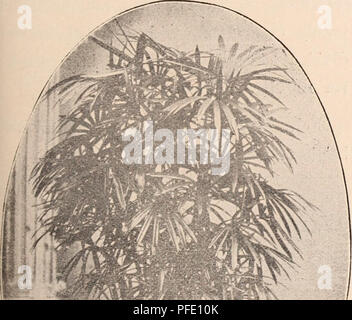 Dieser Baumschulkatalog von Yokohama Nursery Co. Aus dem Jahr 1911 enthält eine Reihe von zum Verkauf stehenden Zierpflanzen, darunter Arten wie Albizzia julibrissin und Cornus maackii, die für Straßenbepflanzung und Gärten geeignet sind. Sie bietet umfassende Beschreibungen für jede Pflanzensorte. Stockfoto