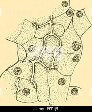 . Denkschriften der Medicinisch-Naturwissenschaftlichen Gesellschaft zu Jena. Abb. 20.. Abb. 21.. Bitte beachten Sie, dass diese Bilder sind von der gescannten Seite Bilder, die digital für die Lesbarkeit verbessert haben mögen - Färbung und Aussehen dieser Abbildungen können nicht perfekt dem Original ähneln. extrahiert. Medizinisch-naturwissenschaftliche Gesellschaft zu Jena. Stockfoto