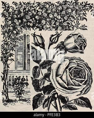 . Beschreibender Katalog der Besten und erwies sich als Sorten von Äpfeln.... Baumschulen (Gartenbau) Illinois Arlington Heights Kataloge; Obstbäume Sämlinge Kataloge; Obst; Blumen Samen Kataloge Kataloge. Katalog von Obst und Ornajmental Bäume und Pflanzen. 31 kulturellen Richtungen.-In seleetiug ein Spot für eine rose Bett tun uot wählen, in dem Sie durch Bäume oder Gebäude beschattet wird, wie die Rose in einer offenen, luftigen Situation mit viel Sonnenschein verwöhnt. Rosen sind sehr teilweise zu einem Lehm Lehm Boden, wird aber auch in jedem normalen Boden tun, wenn auch mit gut Verrottetem barn yard Dünger angereichert. In Vorbereitung Stockfoto