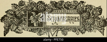 . Beschreibender Katalog der Obst- und Zierbäume, Reben, Pflanzen, etc.. Baumschulen (Gartenbau) New Jersey Roselle Kataloge; Obstbäume Sämlinge Kataloge Kataloge; Obst; Pflanzen, Zierpflanzen Kataloge; Bäume Sämlinge Kataloge. 21. Erste der kleinen Früchte, die in den Monat Juni kommt die schöne, gesunde und leckere Erdbeere. Die Gewinne, die von der Kultivierung, wenn richtig Con-ummantelt, genug sind, die höchsten Erwartungen zu erfüllen. Anlage im März, April, Mai, September, Oktober, auf guten Boden, tief gearbeitet und gut gedüngt. Pflanzliche Dünger (Mist, verrottete Rasen, Woo Stockfoto