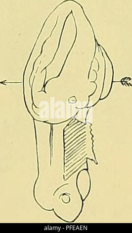 . Denkschriften der Medicinisch-Naturwissenschaftlichen Gesellschaft zu Jena. Abb. 16 - 18. Querschnitte durch den Schwanz des Embryo 40. Vergr. 75: I. In Textfig. 16 sehen wir zu Nummern-oper Seiten des Medullarrohres noch eine Urwirbelanlage. Im Darm steckt in der dorsalen Seite ein Dotterkörnchen. In Textfig. 17 finden wir in der Chordaanlage, welche nur noch undeutlich gegen die dorsale Wand des Schwanzdarmes abzugrenzen ist, die Andeutung eines Lumen. Der ventrale Theil des Darmes hat gegen das umgebende Mesenchym auch keine scharfen Grenzen, und die tiefe Schicht des Ektoderms ist gegenüber de Stockfoto