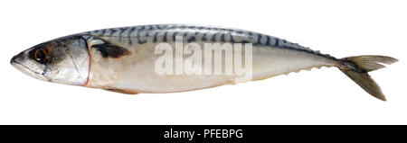 Frische Makrele Fisch auf weißem Hintergrund Stockfoto
