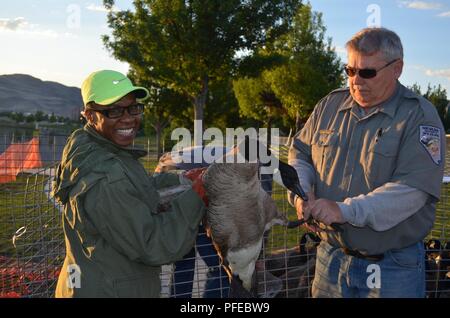 High Roller, Senior Master Sgt. Angela Asche und Nevada Abteilung des Wildlife Rodney Johnson helfen auf der 33. jährlichen Kanadagans Runde, die am 5. Juni, wo die 152 Luftbrücke Flügel eng mit dem Landwirtschaftsministerium der Vereinigten Staaten und Nevada Abteilung von Wildtieren gearbeitet Gänse weg von Flugzeugen in der Reno-Tahoe Region zu einem sichereren Ort am Carson Lake, Nevada zu verlagern. Stockfoto