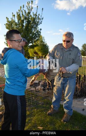 High Roller, Tech. Sgt. Sean Nguyen hilft dabei, auf der 33. jährlichen Kanadagans Runde am 5. Juni, wo die 152 Luftbrücke Flügel eng mit dem Landwirtschaftsministerium der Vereinigten Staaten und Nevada Abteilung von Wildtieren gearbeitet Gänse weg von Flugzeugen in der Reno-Tahoe Region zu einem sichereren Ort am Carson Lake, Nevada zu verlagern. Stockfoto