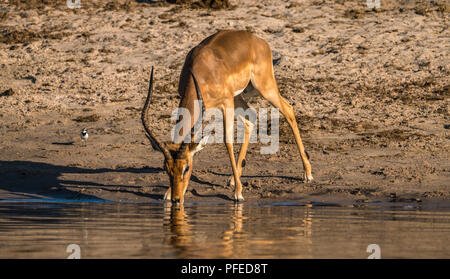 Eine männliche Impala nimmt einen Drink an der Flüsse Rand im Chobe Nationalpark in Botswana Stockfoto